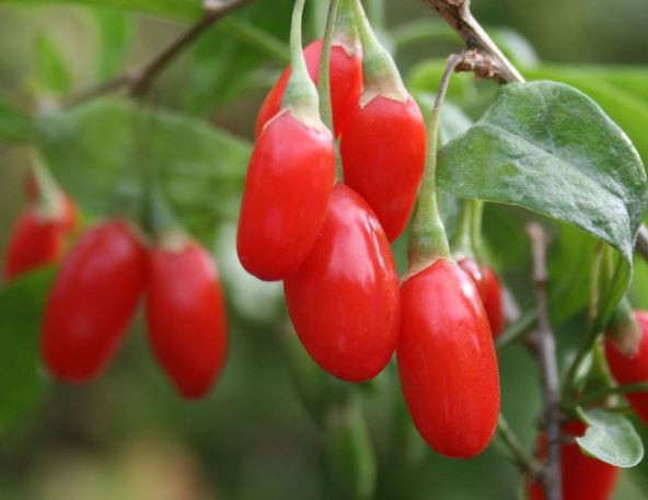 20201229095732873939427f13448b95c6a10517afeb9a 20201229095732873939427f13448b95c6a10517afeb9a