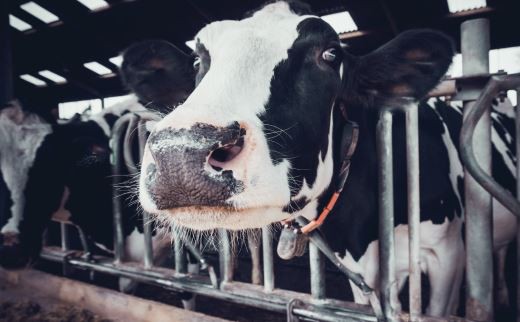 202201051031193747e15fcee548ed93a0be246baf44da