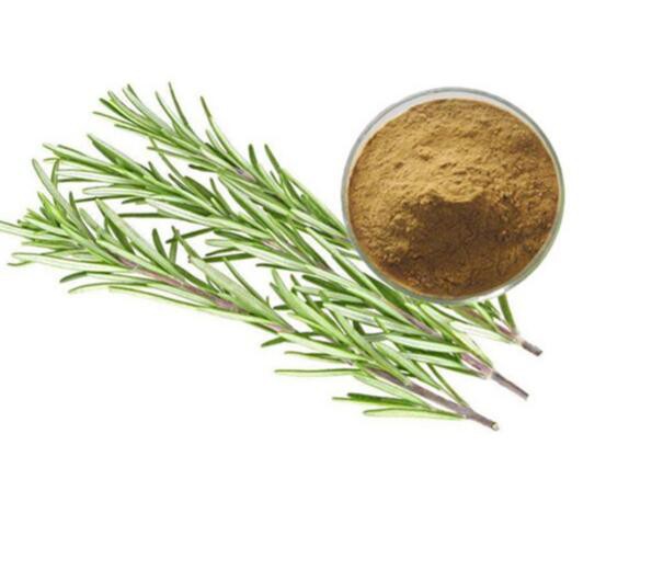 rosemary-extracts26211061958 Rosemary Extracts26211061958